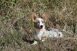 CORGI CARDIGAN 074